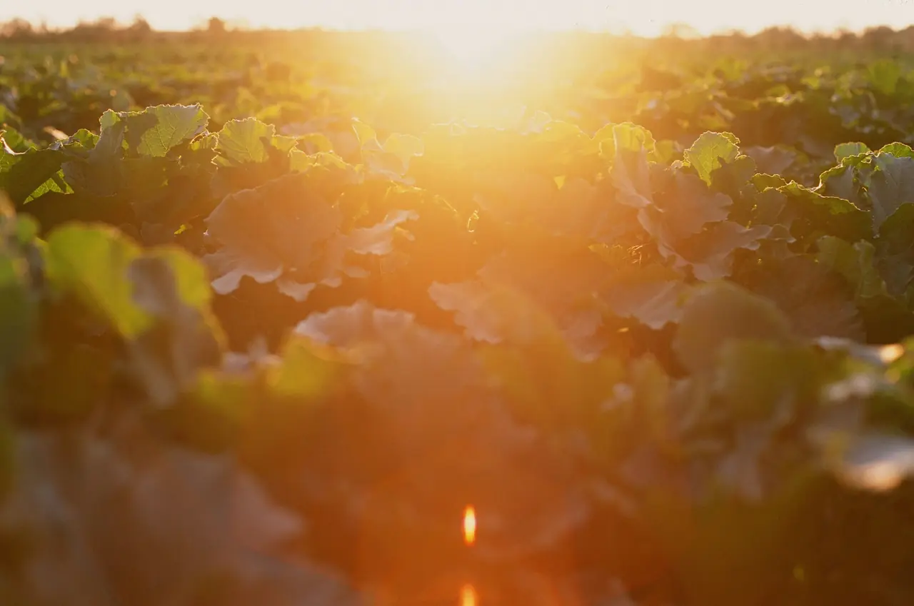 Green crops in an agricultural field lit by the low evening sun