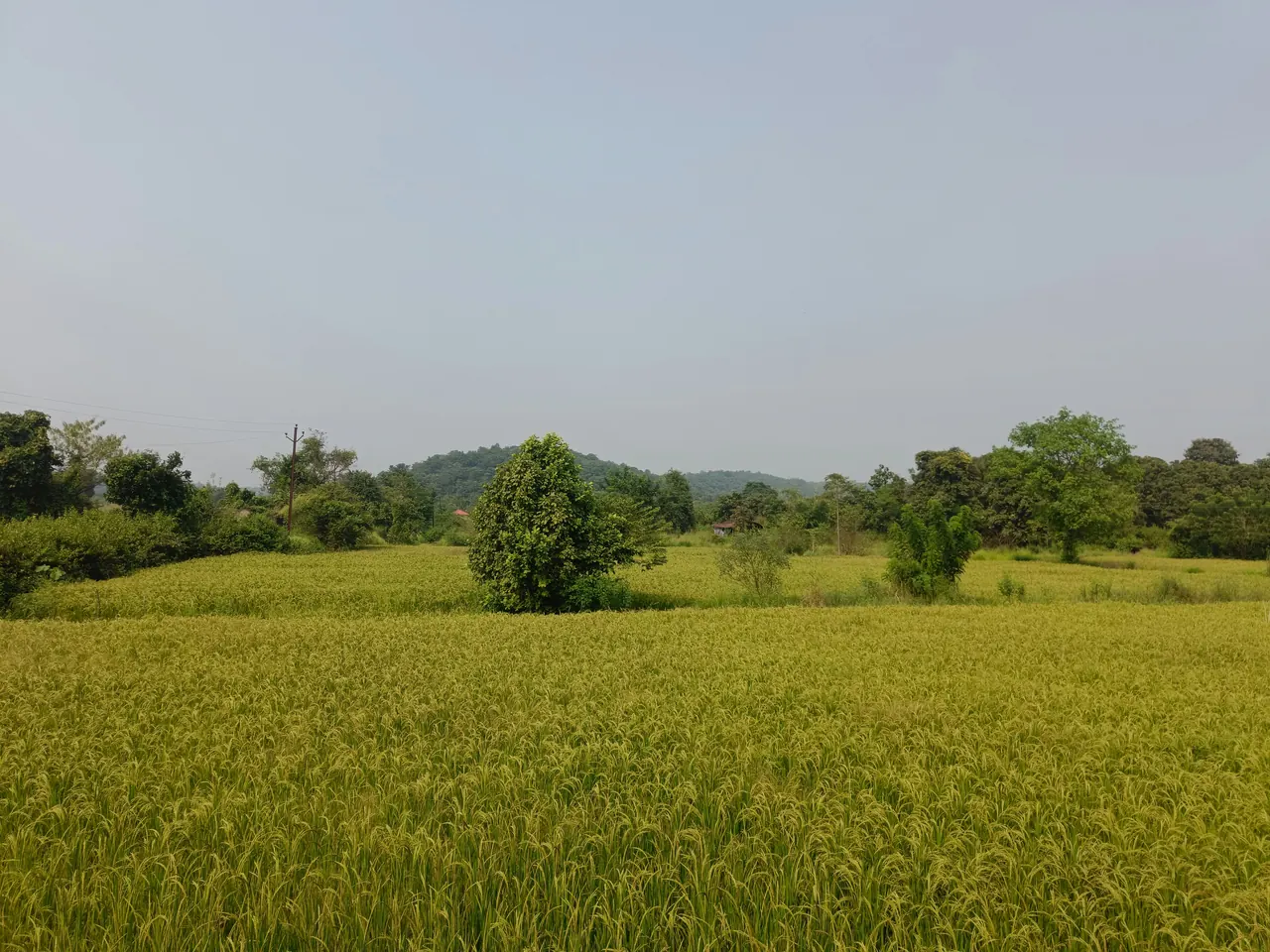 Open green farmland with trees on the horizon in Maharashtra, India