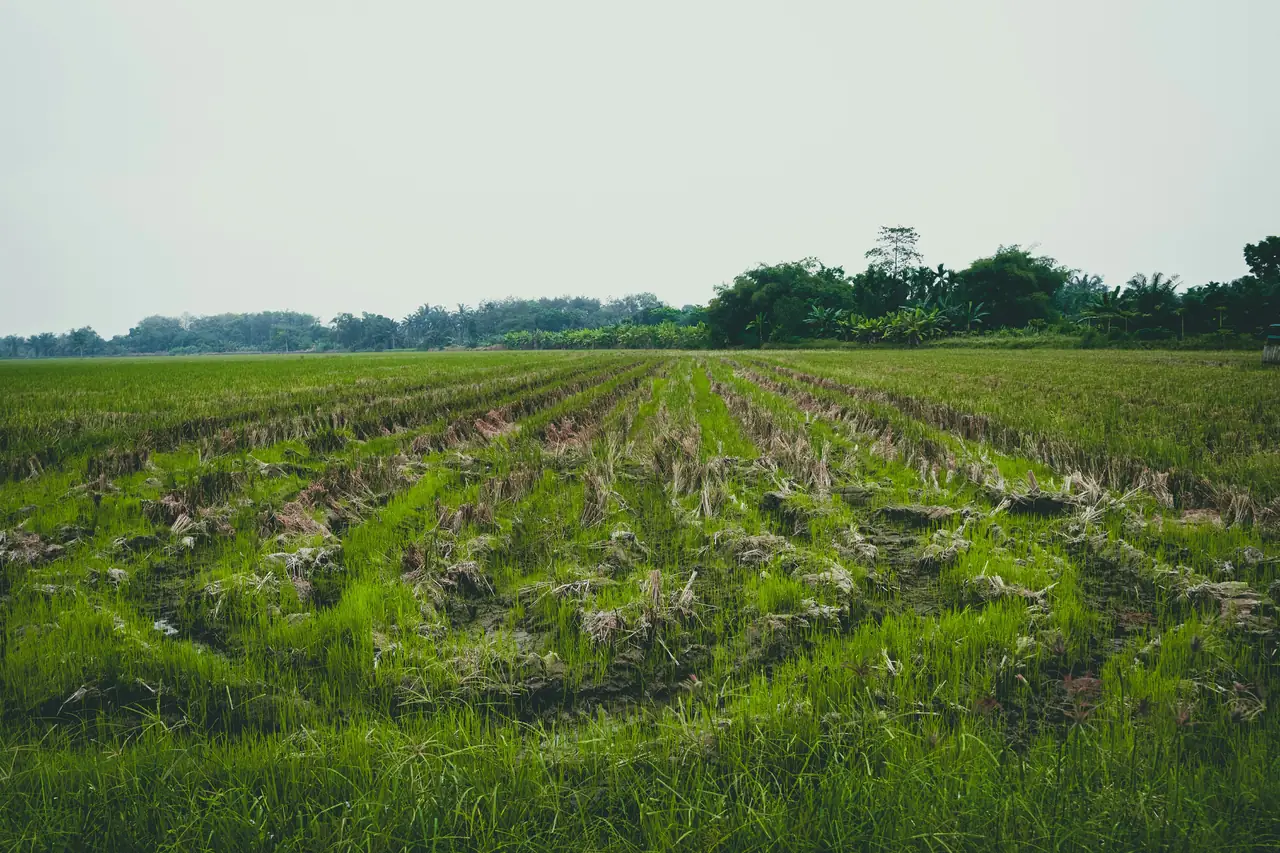 Harvested agricultural field with neat rows across the soil
