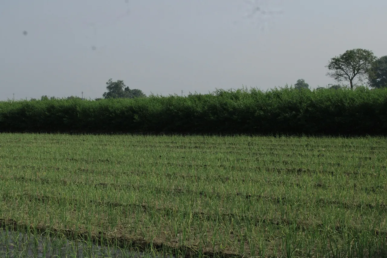 Rows of a green crop growing in an Indian farm field