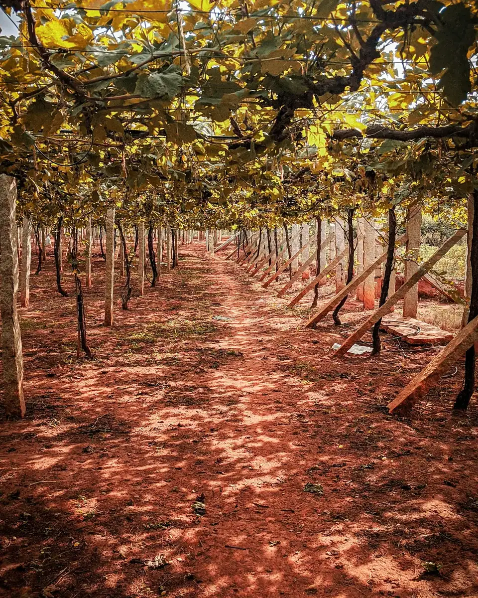 Grapevines trained on an overhead pergola in an Indian vineyard