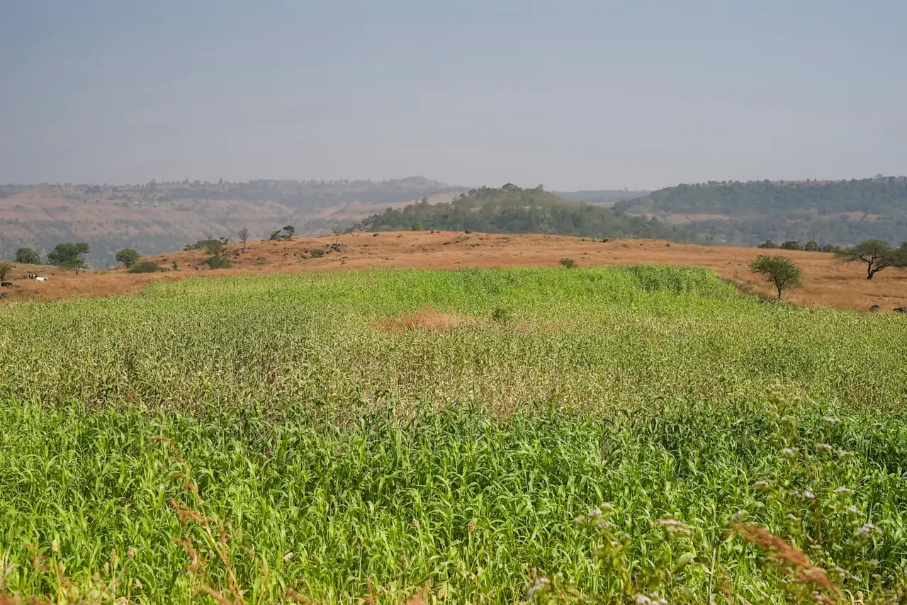 Green agricultural fields across a hilly landscape in rural Maharashtra, India