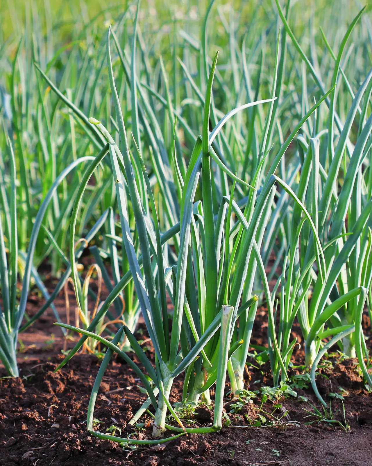 Young onion plants growing in rows in a farm field