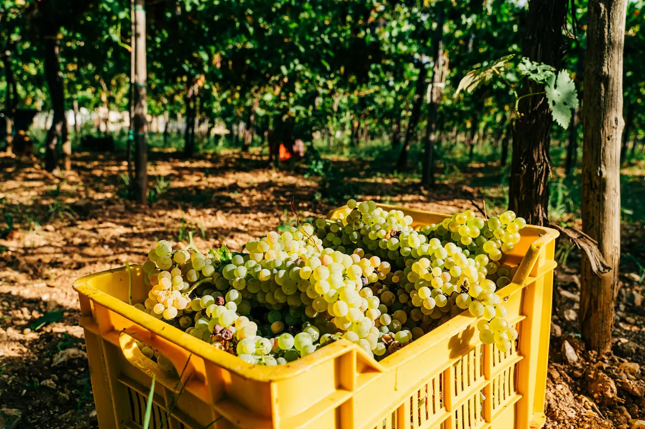 Freshly harvested green grapes in a crate between vineyard rows