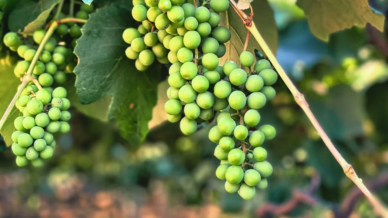 Bunches of green grapes on the vine