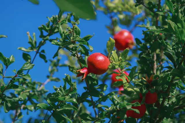 Ripe red pomegranates growing on a tree against a clear blue sky