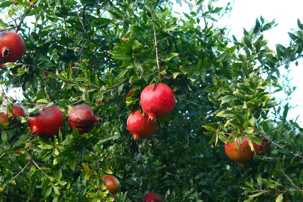 Ripe red pomegranates growing on a leafy tree