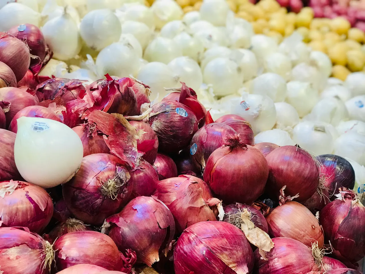 Close view of whole onions grouped together