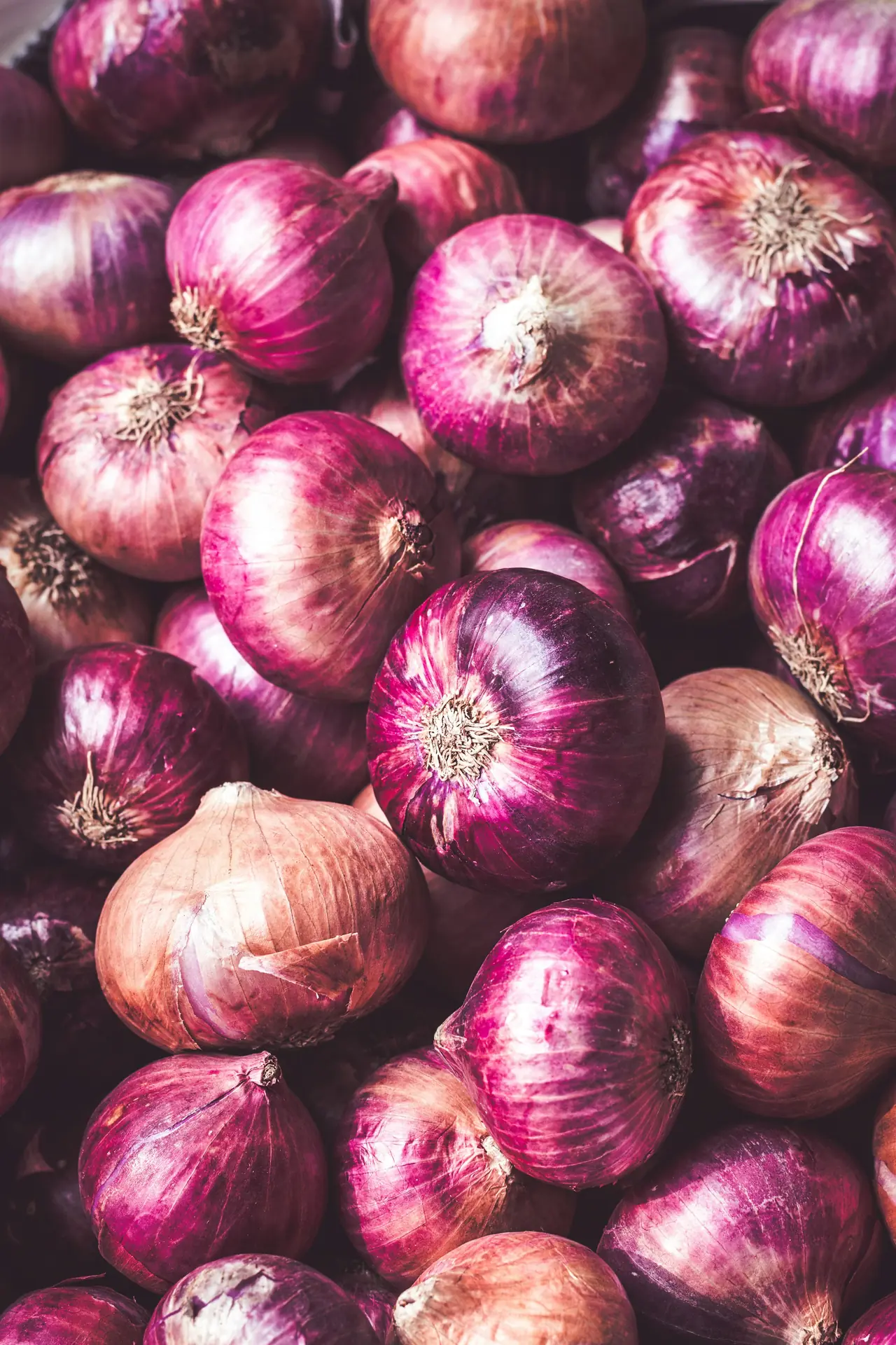 Fresh Indian red onions with glossy, well-cured outer skins