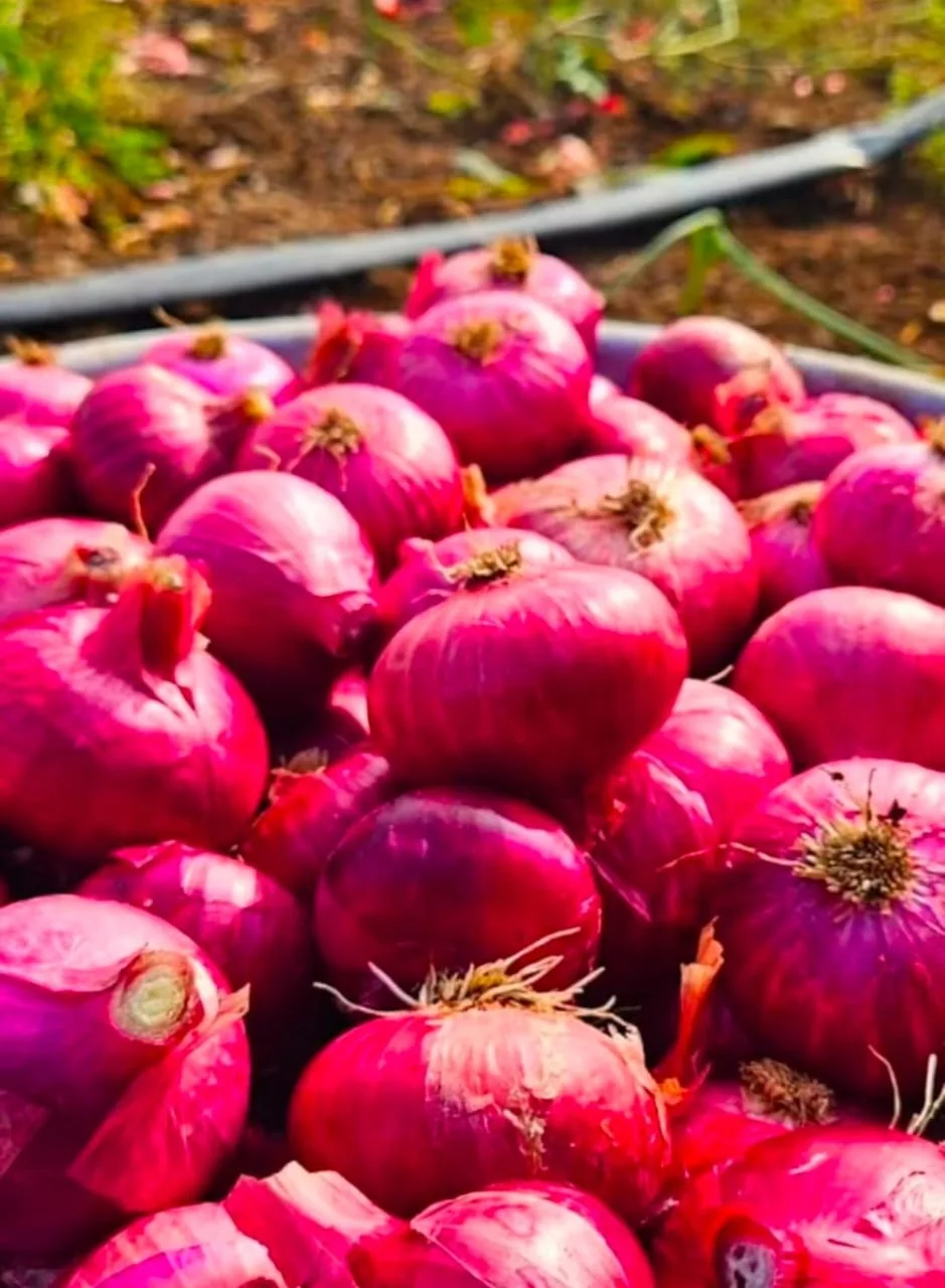Freshly harvested red onions gathered at the edge of a field