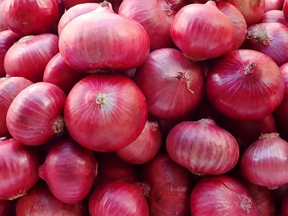 Fresh red onions with glossy, even-coloured skins