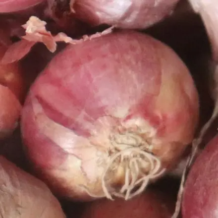 Fresh pink onion — Pink Onion (Garwa) variety