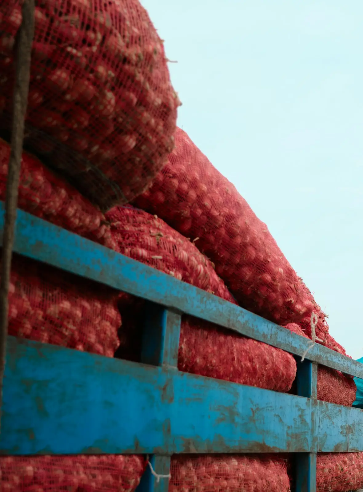 Fresh onions packed in red mesh sacks, stacked on a truck