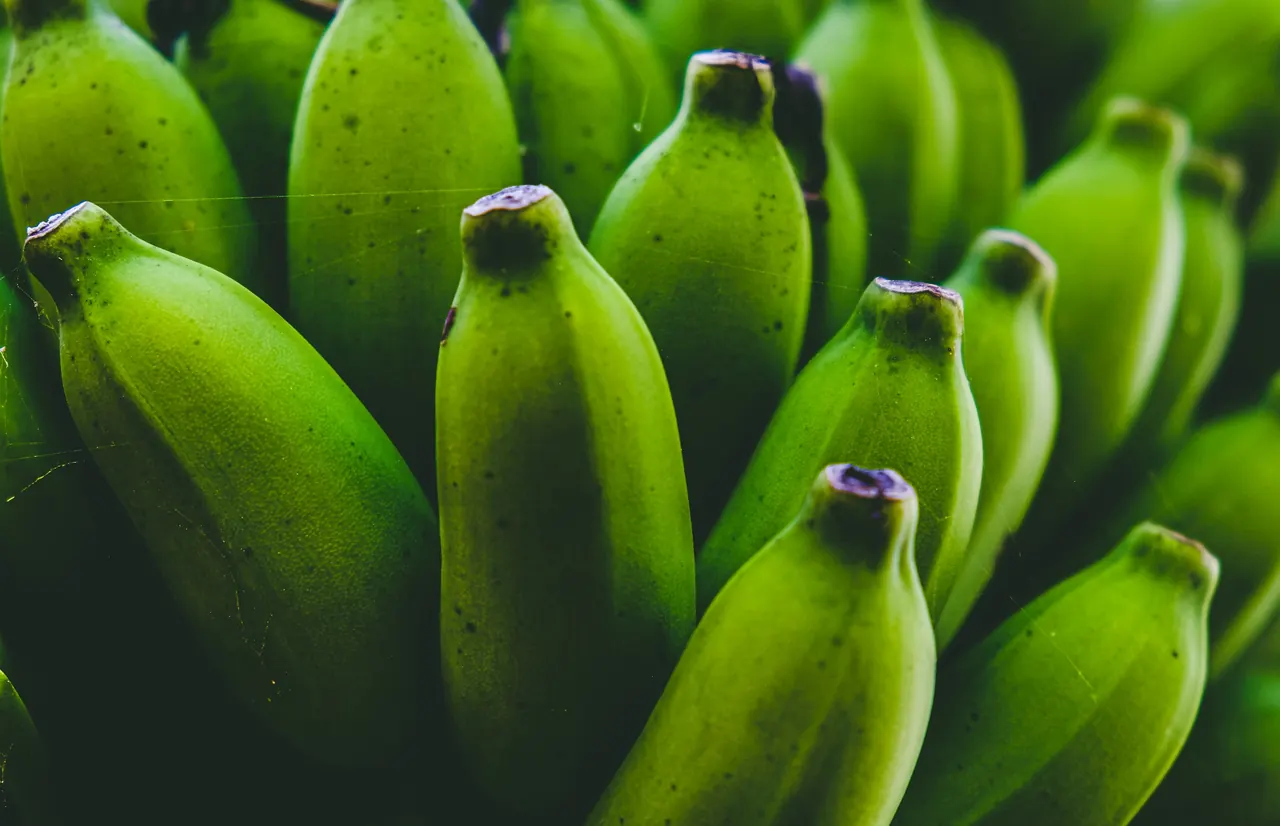 A bunch of fresh green bananas
