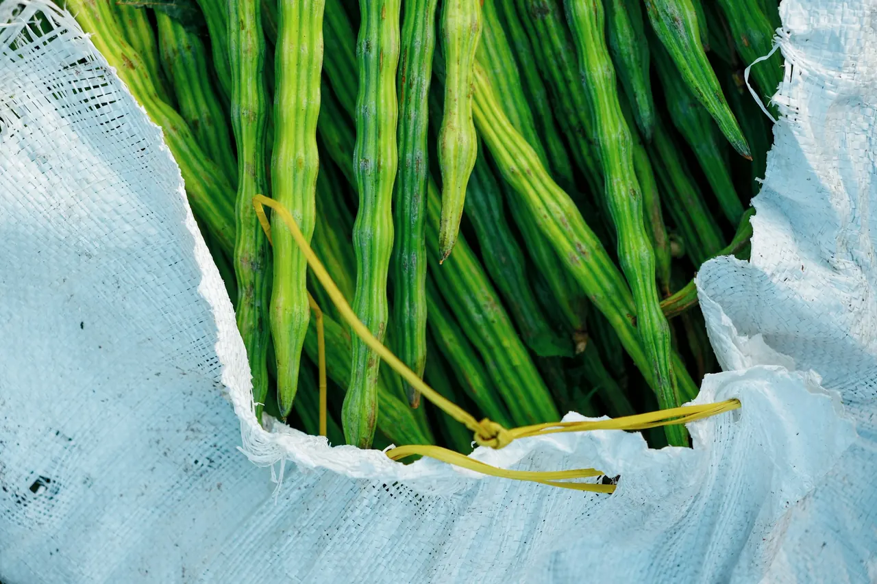 Long green drumstick pods in a white woven sack