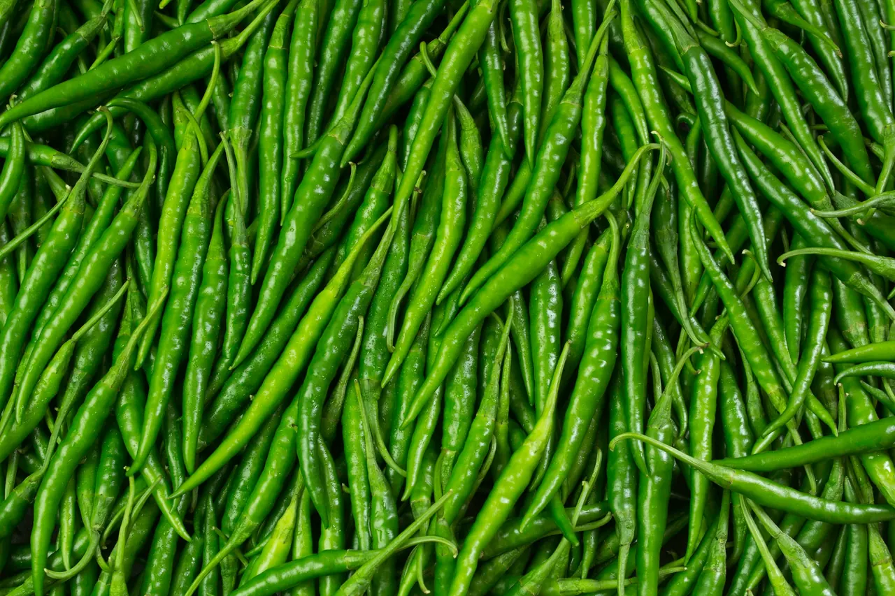 Fresh long green chillies piled together