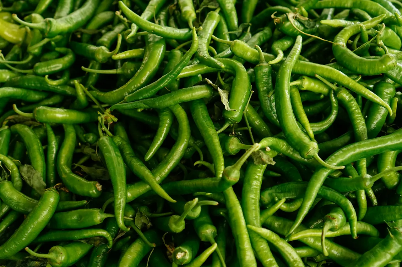 Fresh green chillies piled in bulk